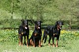 BEAUCERON 903